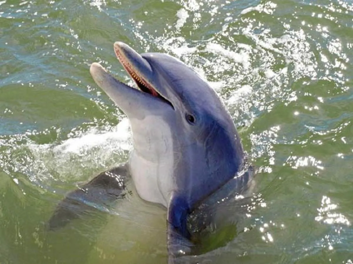 Bittern 15 * Hilton Head Island