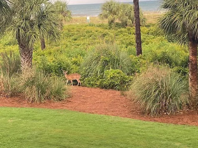 Shorewood Unit 210 Resort Hilton Head Island