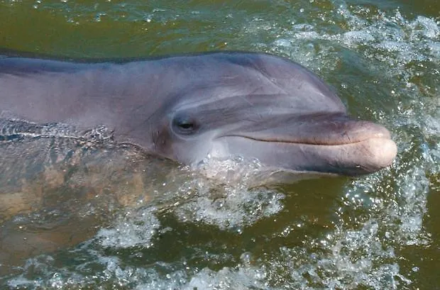 Villa Coastal, Pet Friendly, Bikes Hilton Head Island