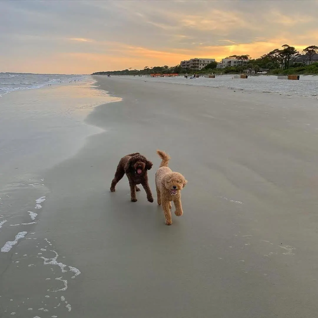Harbour Town Haven Spacious 4bd 4ba Retreat * Hilton Head Island